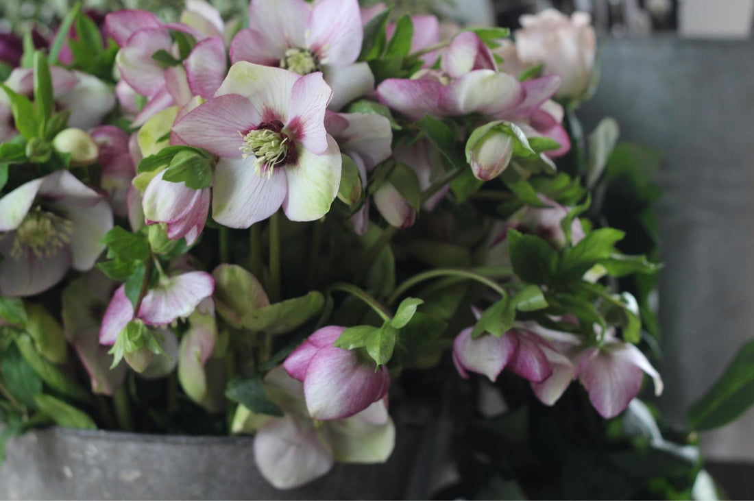 A stunning photograph featuring Pod & Pip's Hellebores