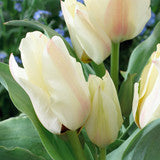 Pod & Pip Ivory Tints Tulip Collection