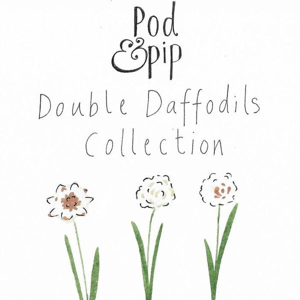 Pod & Pip Double Daffodil Collection